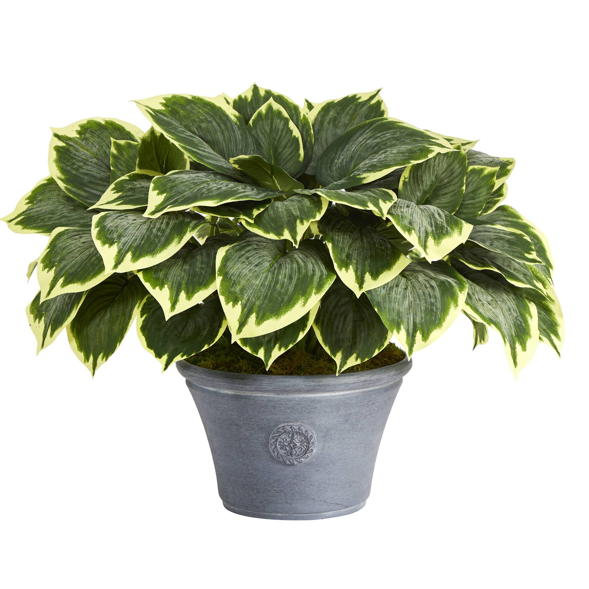 23" Variegated Hosta in Gray Planter